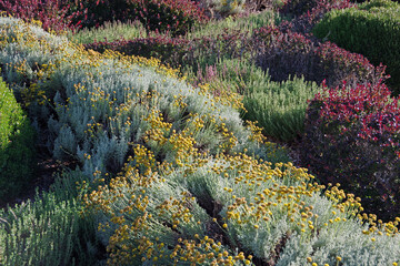Full frame selective focus view of garden flower plantings in large waves of colors