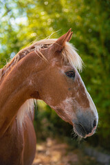 Obraz premium portrait of an old horse