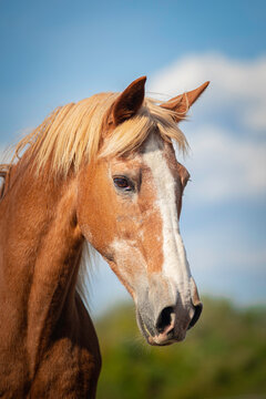 portrait of an old horse
