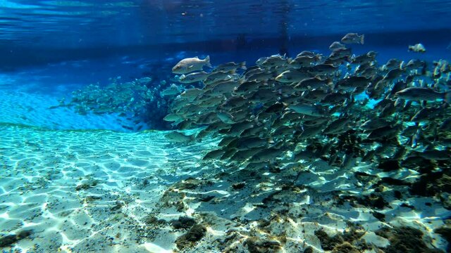 Under water at Florida spring. Silver Glen at the Ocala National Forest. With Tons of striped bass.