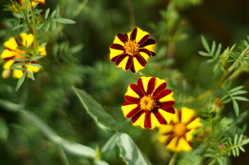 A variety of beautiful summer flowers.