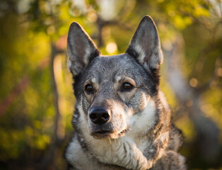 Swedish elkhound