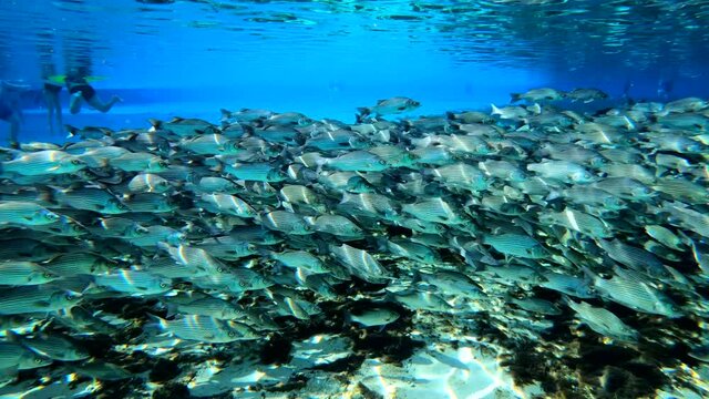 Under water at Florida spring. Silver Glen at the Ocala National Forest. With Tons of striped bass.