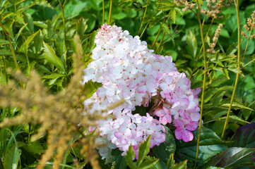 A variety of beautiful summer flowers.