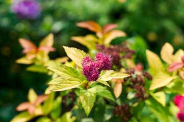 A variety of beautiful summer flowers.