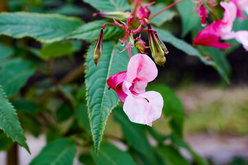 A variety of beautiful summer flowers.