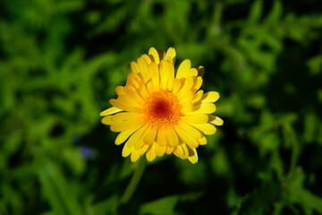 A variety of beautiful summer flowers.