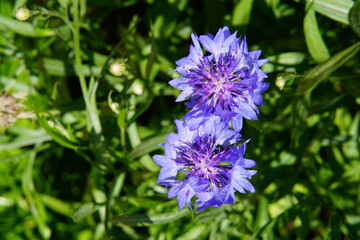 Obraz premium A variety of beautiful summer flowers.