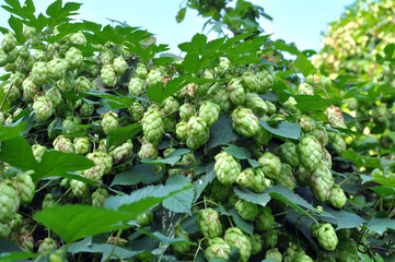 On the stem of the plant cones of hops