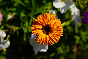 A variety of beautiful summer flowers.