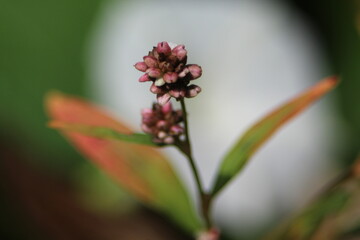 bee on a flower