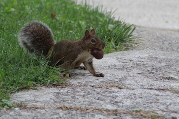 squirrel in the park