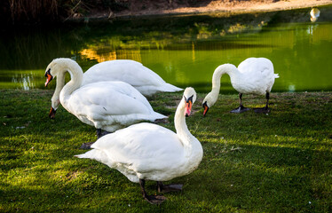 a white mute swans