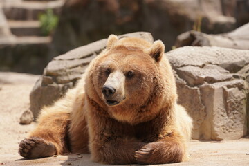 Obraz premium OSO EN ZOO