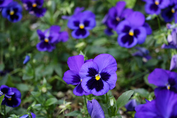 selective focus, several species in the melanium section of the viola genus, particularly the blue pansy, a wildflower species of Europe and Asia.