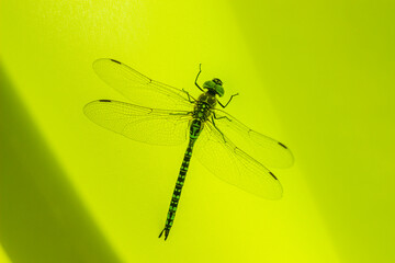 a big dragonfly (Ophiogomphus cecilia)