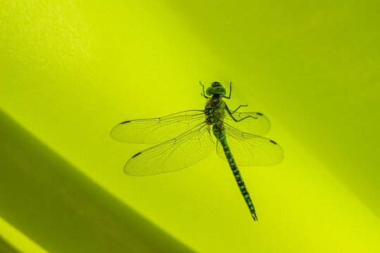 a big dragonfly (Ophiogomphus cecilia)