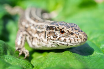 lizard on the grass.