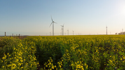 General view of wind turbines in countryside landscape with cloudless sky - Powered by Adobe