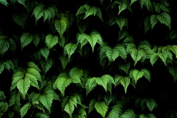 A set of green leaves over black background 
