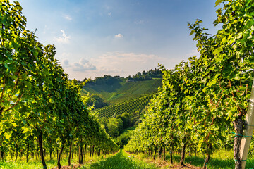 Hills Of vines on Vineyard In South Styria Region in Austria. Vineyard concept