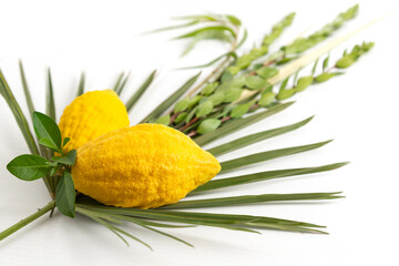 Jewish holiday of Sukkot. Traditional symbols (The four species): Etrog (citron), lulav (palm branch), hadas (myrtle), arava (willow) © Olga Mukashev