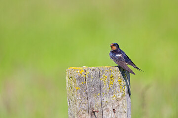 Adult barn swallow (Hirundo rustica) perched on a wooden beam.