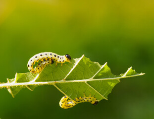 Three fat caterpillars devour one hazel leaf. Caterpillars are yellow with a black head and black spots. Macro shot of apple moth caterpillars, apple ermine. Shallow depth of field. Copy space.