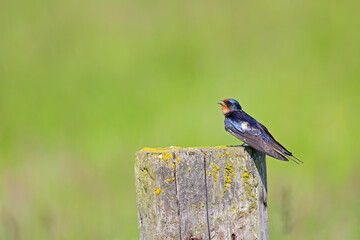 Adult barn swallow (Hirundo rustica) perched on a wooden beam.