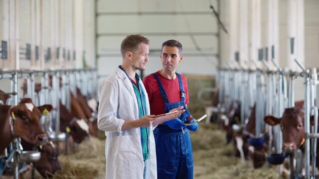Vet or agricultural scientist in white coat and with tablet computer giving instructions to farm worker standing in farm cowshed and looking at dairy cows eating hay in stalls, side view