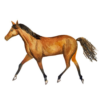 Beautiful purebred red horse isolated on white background. Watercolor. Illustration. Sample. Picture. Image