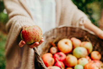 teenage girl is standing in the garden with a basket full of ripe apples, the concept of picking fruit and harvest