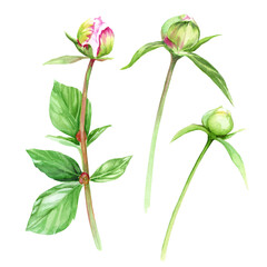 Watercolor pink flowers on white background. A bud of peonies. Leaves, stems. Botanical elegant illustration for invitation, anniversary, birthday, invitations, romance