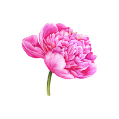 Watercolor illustration. A bud of a pink peony. Isolated over white background. Best for invitations, greetings, cards, wedding designs.