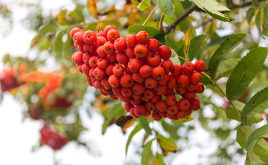 Rowan berries, rowan berries, trees are also called mountain ash