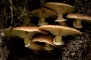 Bunch of mushrooms growing among fallen tree roots