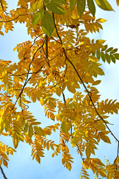 A branch of gray nut (Juglans cinerea L.) with yellow leaves against the background of a blue sky