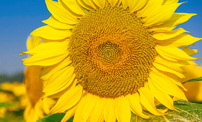 Fleurs de tournesols dans un champs avec la lumière du soleil.	