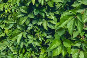 Virginia creeper Parthenocissus Quinquefolia green leaves covering a wall close-up.