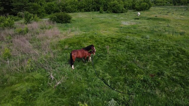 2 horses, large and small, graze in the field. aerial shooting