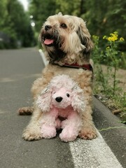 Dog sits on the street 