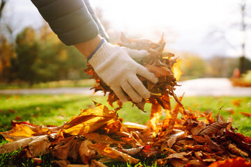 Close up of a male hand volunteer collects of autumn leaves in the park. Autumn garden works....
