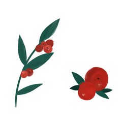 illustration lingonberry cowberry red berries 