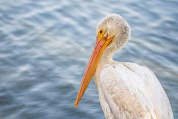 Close-up of a white pelican. 