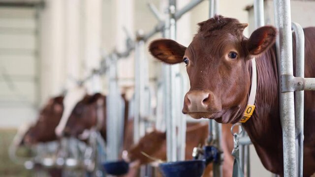 Selective focus of brown dairy cow looking at camera with sad eyes standing in stall stall farm cowshed. Cute but scared domestic animal in agriculture and farming countryside industry