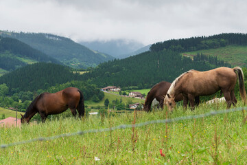 Fototapeta na wymiar Atxondo valley in Axpe, Basque Country