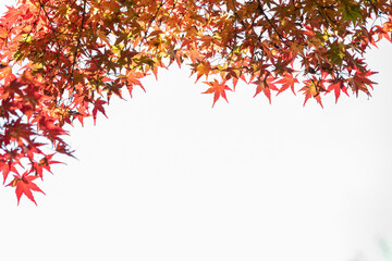 紅葉のフレームイメージ