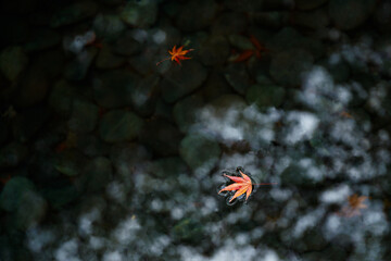 水面に浮かぶもみじの葉
