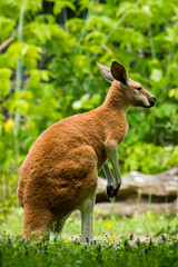 Fototapeta premium zoo animals, zoo, animals, wild animals, elephant, alligator, panda, red panda, monkey, rhino, birds, kangaroo, lizard, agave, turtle, giraffe, meerkat, elephant