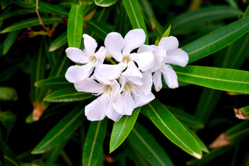 Closeup shot of blooming Nerium oleander flowers